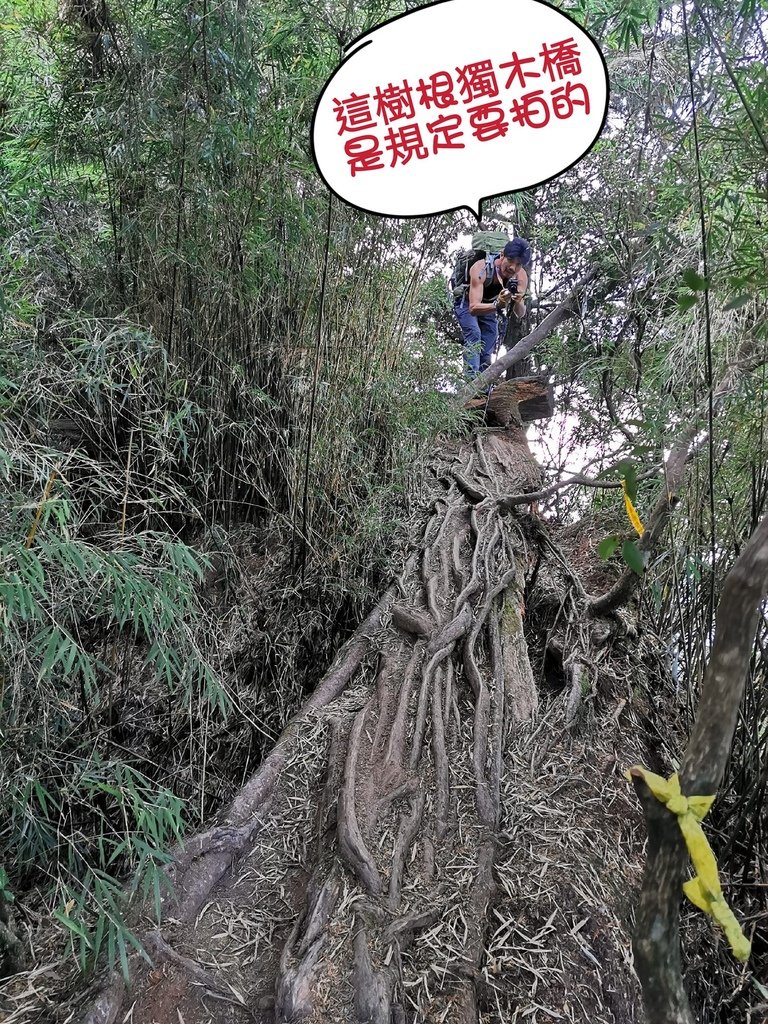 西巒大山-夜宿人倫林道全攻略-gpx軌跡、離線地圖實用分享