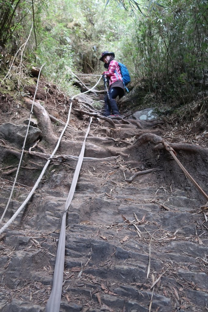 西巒大山-夜宿人倫林道全攻略-gpx軌跡、離線地圖實用分享