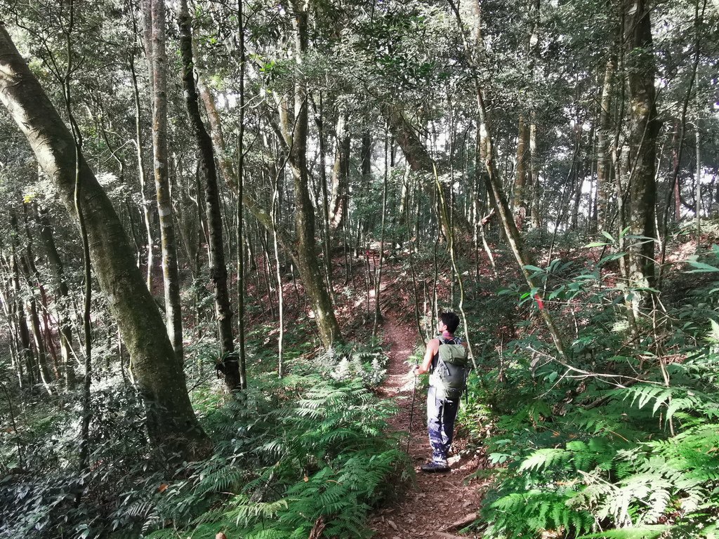 西巒大山-夜宿人倫林道全攻略-gpx軌跡、離線地圖實用分享