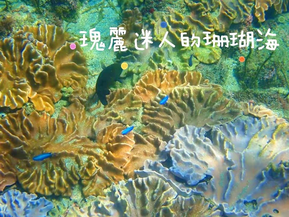 東北角龍洞浮潛趣