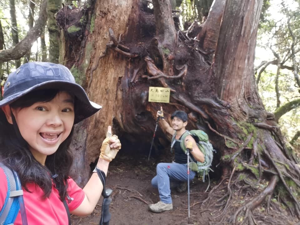 高島縱走~沐浴在耶穌光下的杉木姑婆芋森林