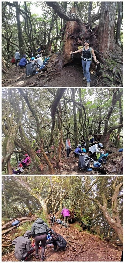 高島縱走~沐浴在耶穌光下的杉木姑婆芋森林