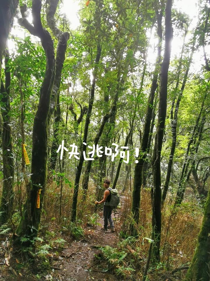 高島縱走~沐浴在耶穌光下的杉木姑婆芋森林