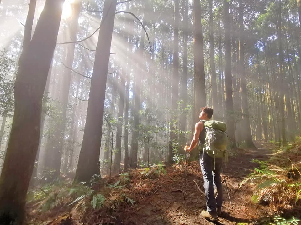 高島縱走~沐浴在耶穌光下的杉木姑婆芋森林
