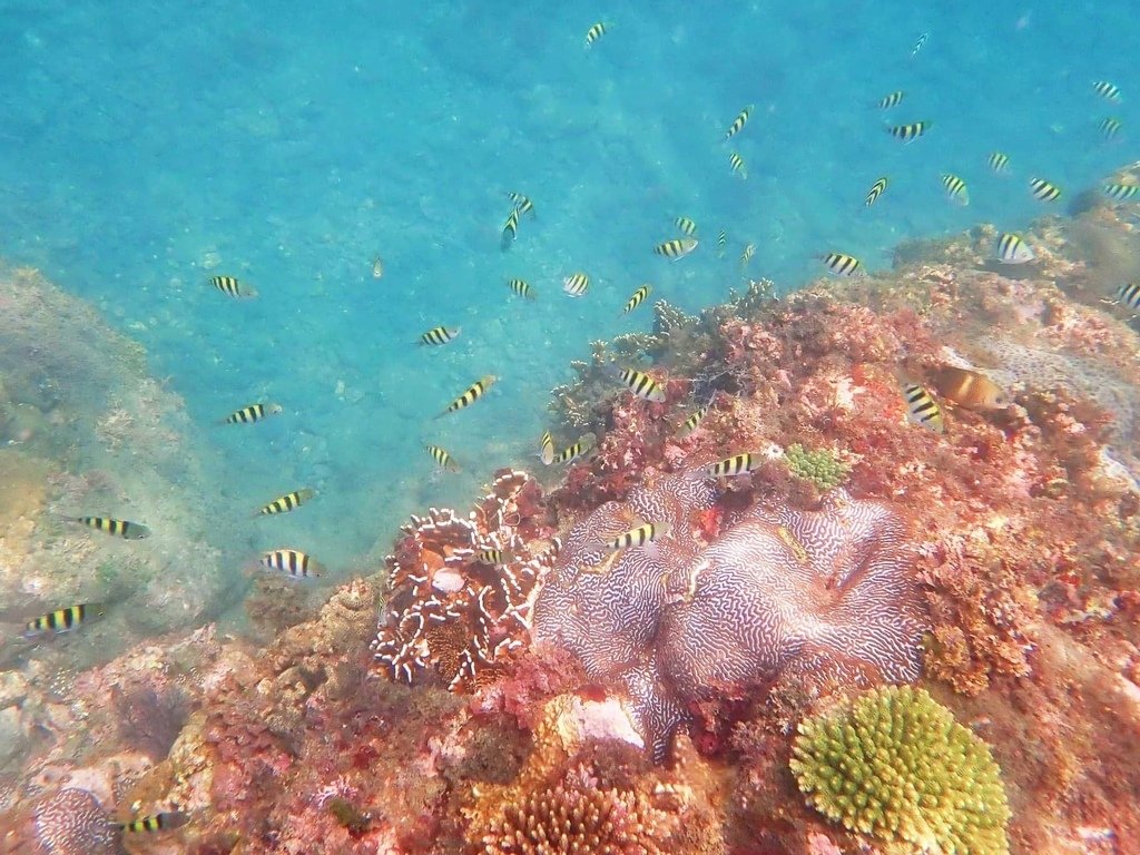 南方澳豆腐岬海底龍宮浮潛趣！