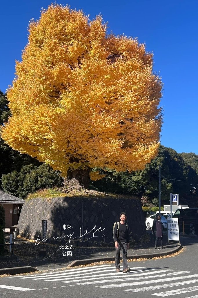 東京住宿一晚不用2000? 聖誕東京賞楓賞銀杏~千代田區~小