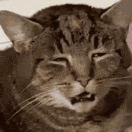 9.gif