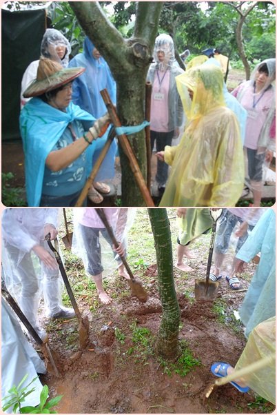 7-胡高整老師的母親帶著大家學習怎麼固定剛移植好的樹幹.jpg