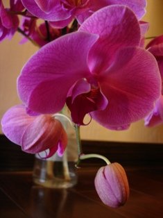 DSC00033-F.JPG