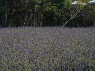DSC04715-S447.jpg