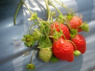 DSC04675-s1.jpg