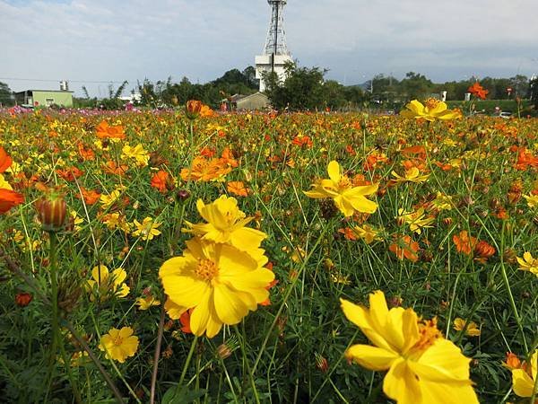 1021206柑園鄉間花田05.jpg