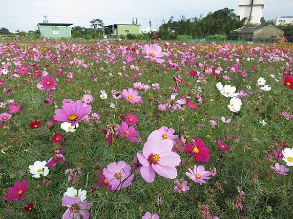 1021206柑園鄉間花田08.jpg