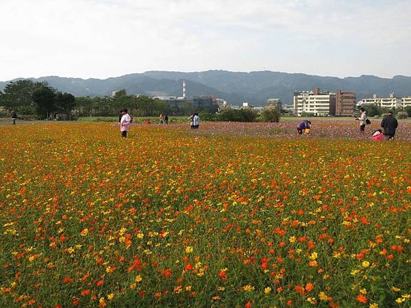 1021206柑園鄉間花田17.jpg