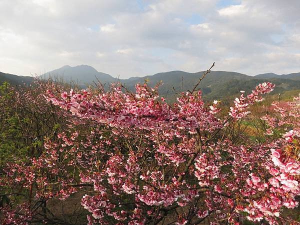 1030124尾崙古圳-寒櫻03.jpg