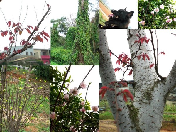 20100221中科大草園.jpg