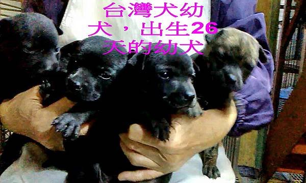 台灣土狗智商，純台灣犬， 台灣犬冠軍，台灣犬比賽，台灣犬智商