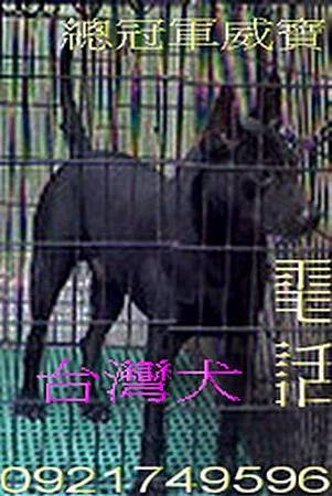 台灣犬台灣土狗總冠軍威寶