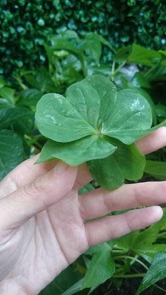 DSC_0046[1].JPG