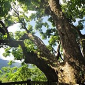 DSC02687.JPG