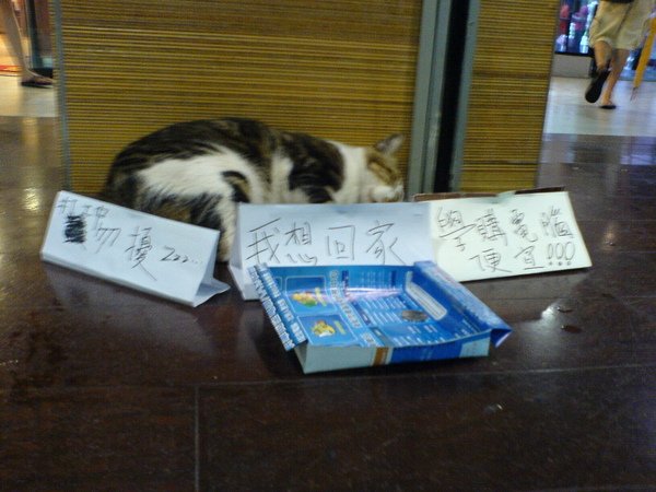 打工中的誠品貓--2.JPG