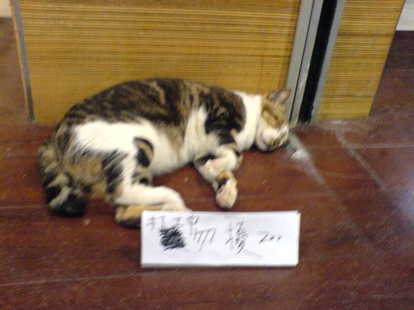 打工中的誠品貓--4.JPG