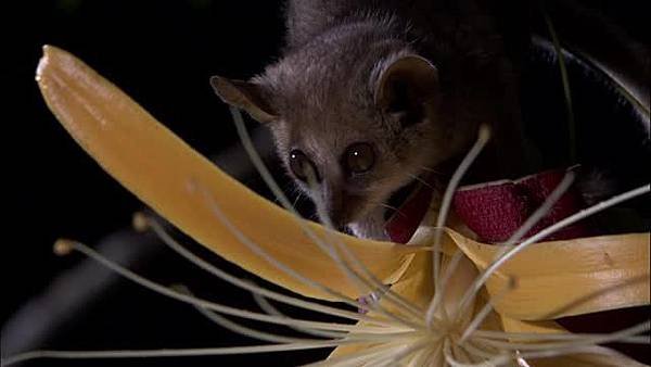 bat-madagascar-baobab-flower-pollination