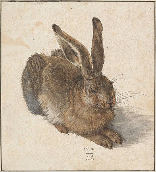 800px-Albrecht_Dürer_-_Hare,_1502_-_Google_Art_Project.jpg