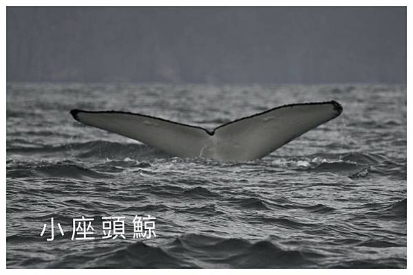 澳洲大洋洲與塔斯馬尼亞之旅~~塔斯馬尼亞Eaglehawk 
