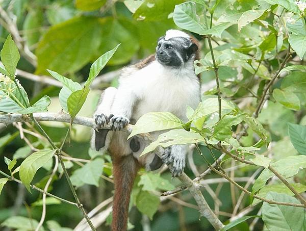2025中美洲之旅(7)〜四種猴子、植物、昆蟲、跟毒箭蛙