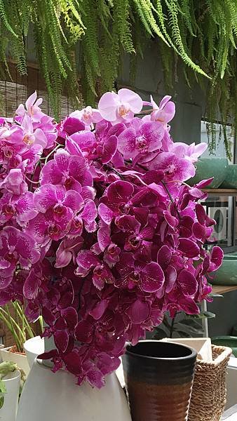 蘭花.jpg