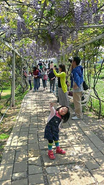 2014.4.05 三芝 紫藤咖啡園