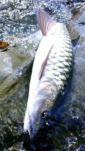 IMAG0171_1.jpg