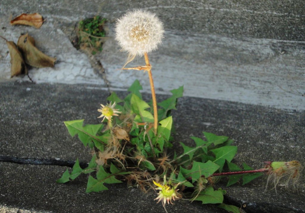 DSC00021 (1)蒲公英小