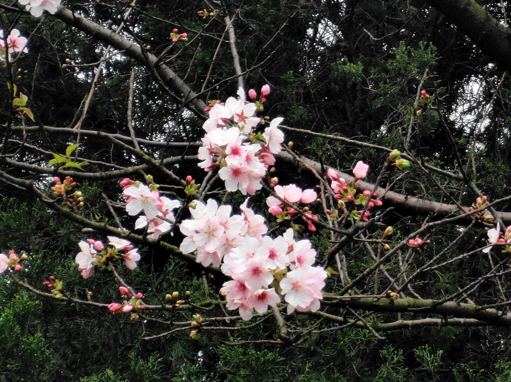 DSC05367 櫻