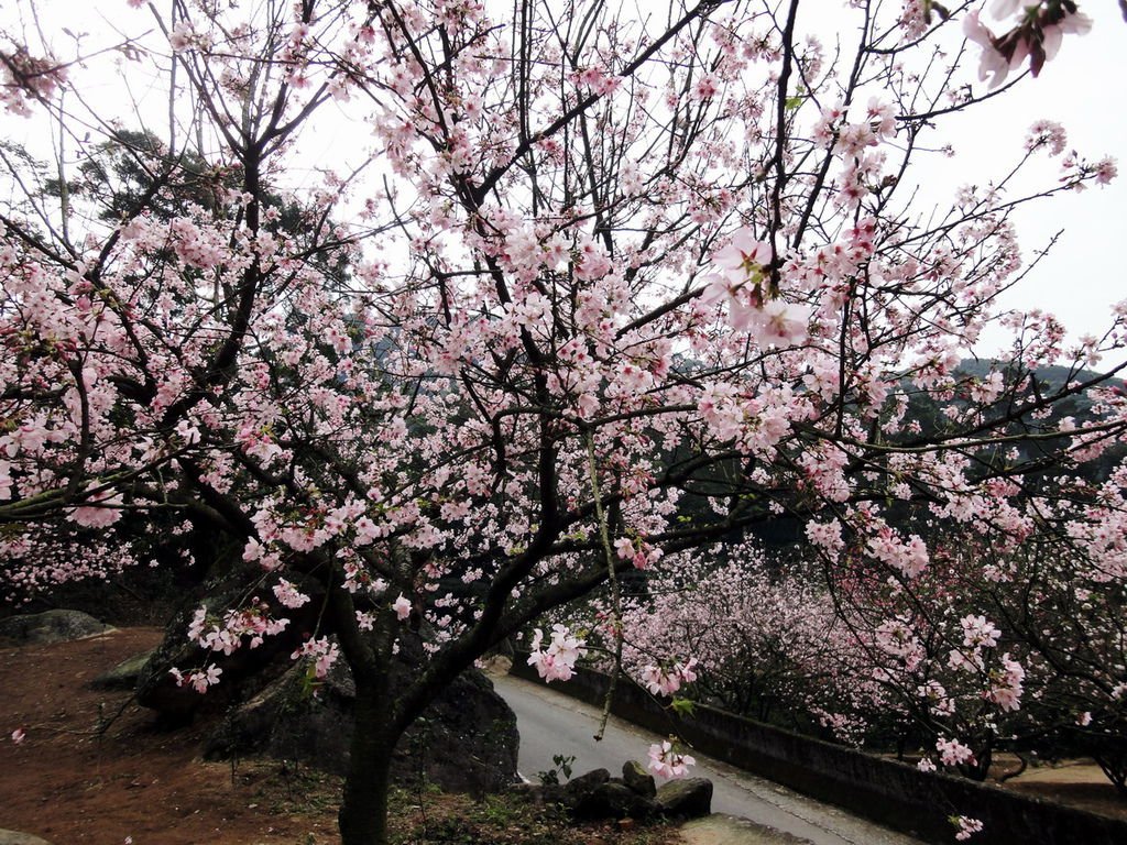 DSC05380 櫻