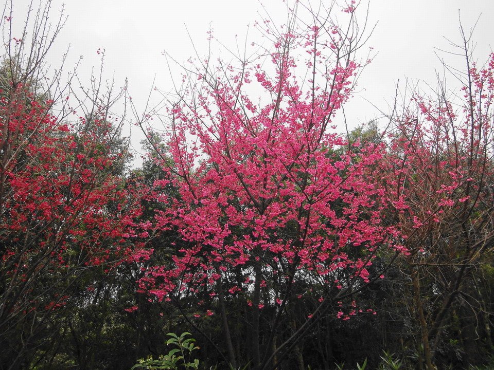 DSC03563小小