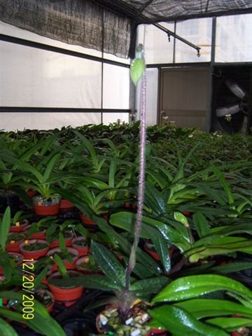 ap_F23_20091220100119173.jpg