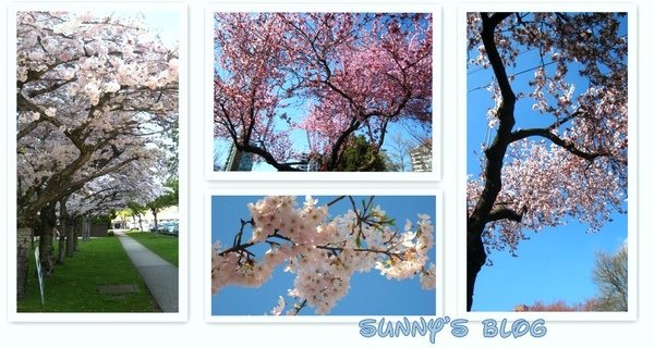 Cherry Blossom.jpg