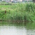 IMG_1392.JPG