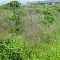 IMG_1369.JPG