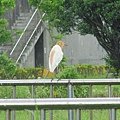 IMG_1385.JPG