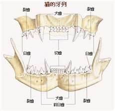 貓牙齒圖片