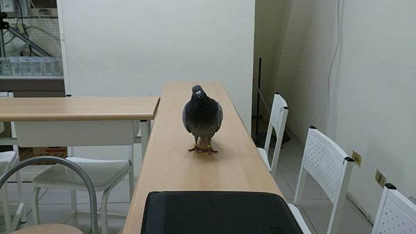 Examiner Pigeon I.JPG