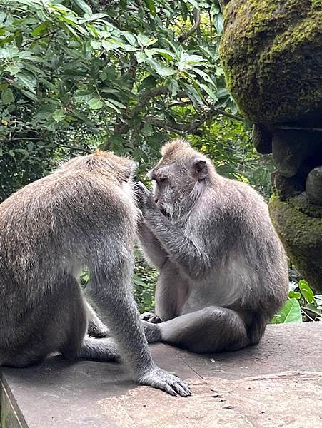 【2024 星馬峇里島】0725 猴子森林Monkey Fo