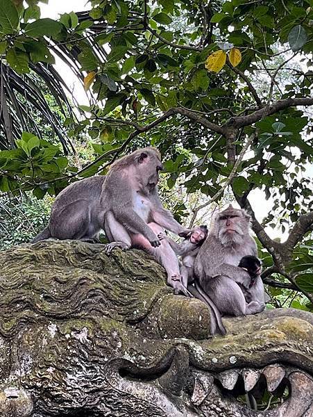 【2024 星馬峇里島】0725 猴子森林Monkey Fo