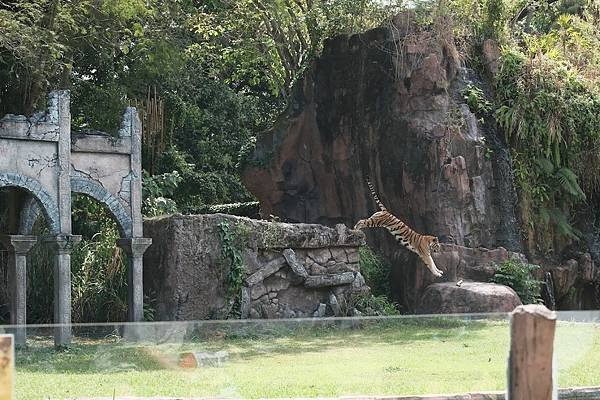 【2024 星馬峇里島】0729 峇里島上的動物園 Tama