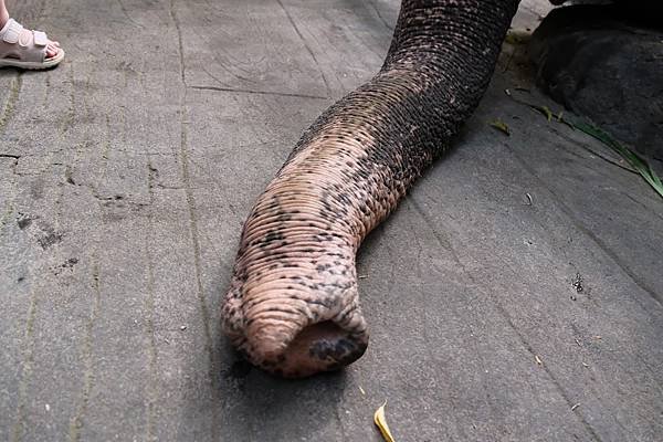 【2024 星馬峇里島】0729 峇里島上的動物園 Tama