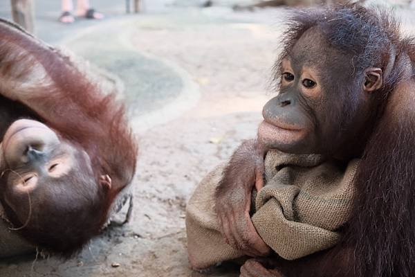 【2024 星馬峇里島】0729 峇里島上的動物園 Tama