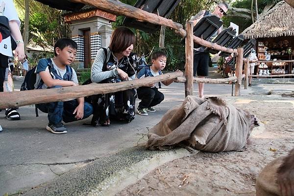 【2024 星馬峇里島】0729 峇里島上的動物園 Tama